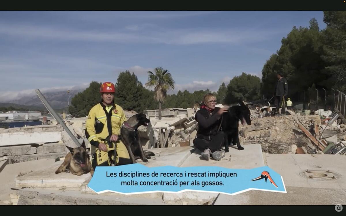 El Campo de Entrenamiento de Perros de Rescate de La Nucía en “Animalades” de À Punt