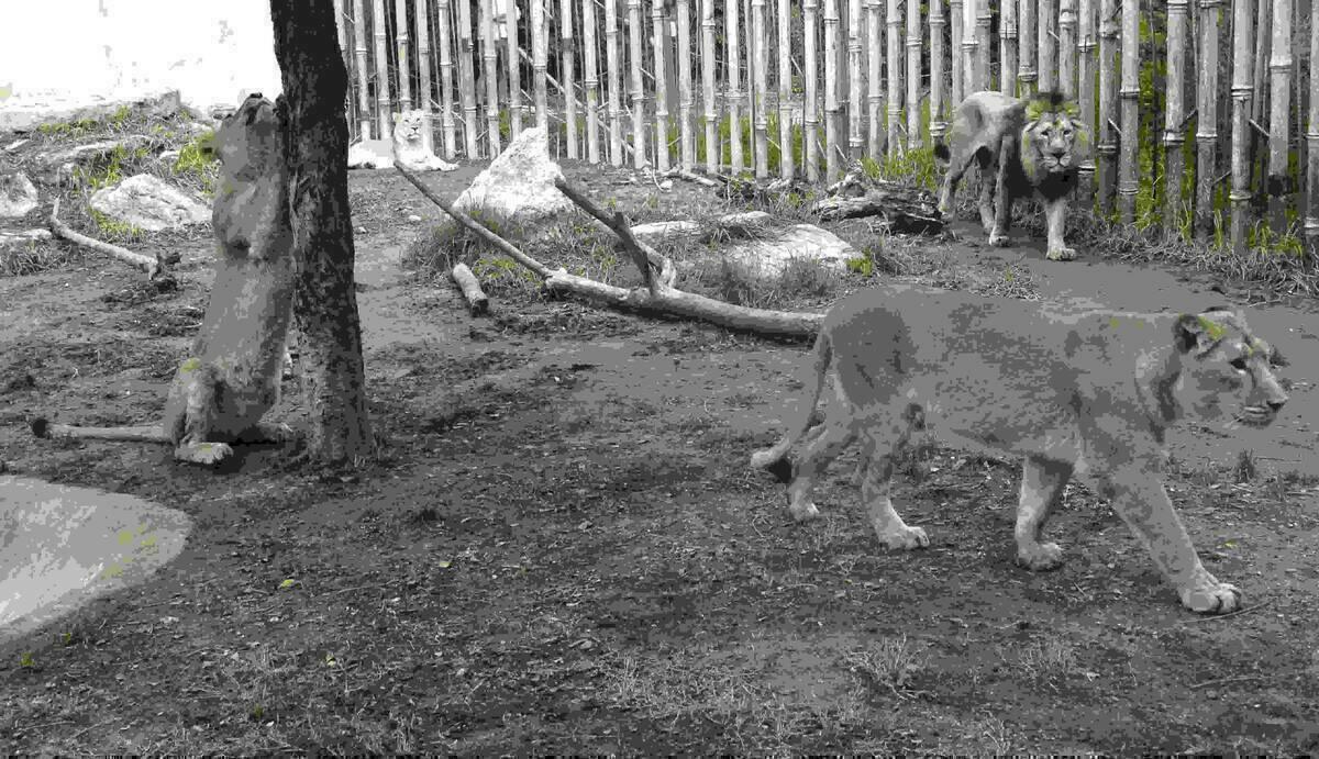 El nuevo grupo de leones asi&aacute;ticos de Terra Natura Benidorm supera el proceso de adaptaci&oacute;n con &eacute;xito