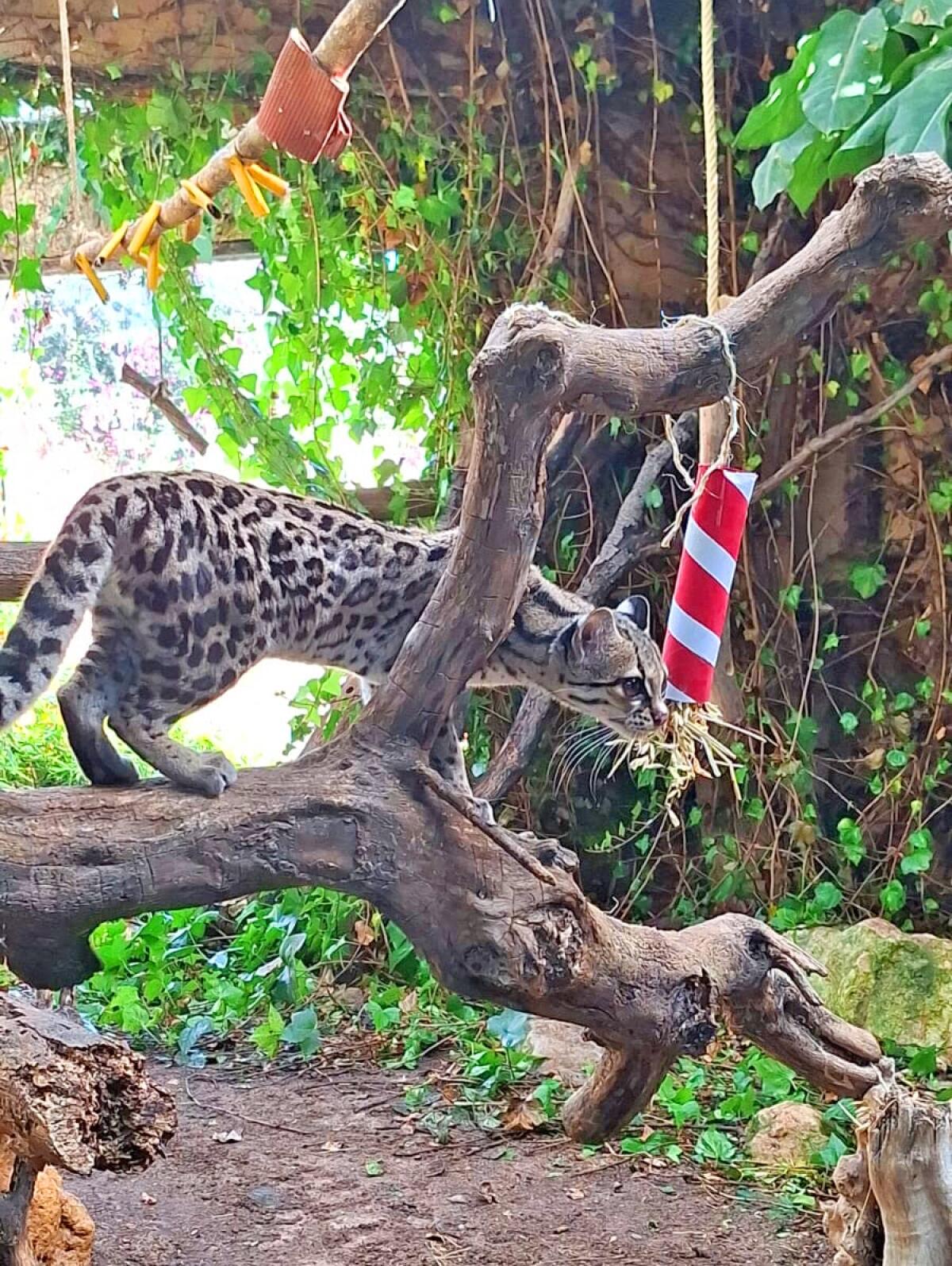 Terra Natura Benidorm celebra la Navidad con propuestas de enriquecimiento ambiental para los animales