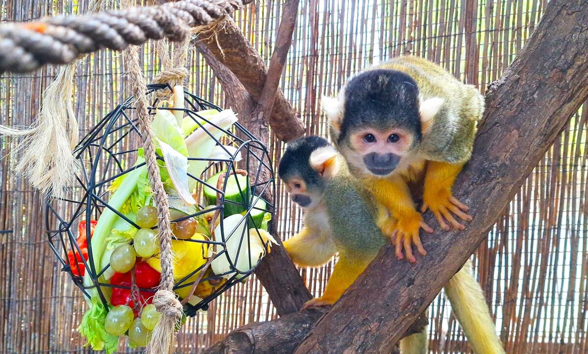 Terra Natura Benidorm conciencia sobre la importancia de los primates para los ecosistemas naturales con actividades durante este fin de semana