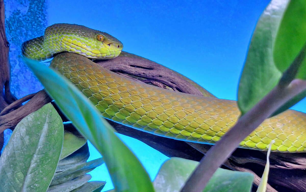 Terra Natura Benidorm celebra el Día Internacional de la Serpiente 