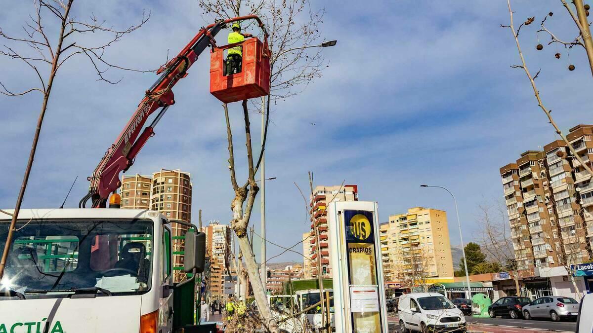 Benidorm ejecuta labores de poda para mantener el arbolado de la ciudad en perfectas condiciones 