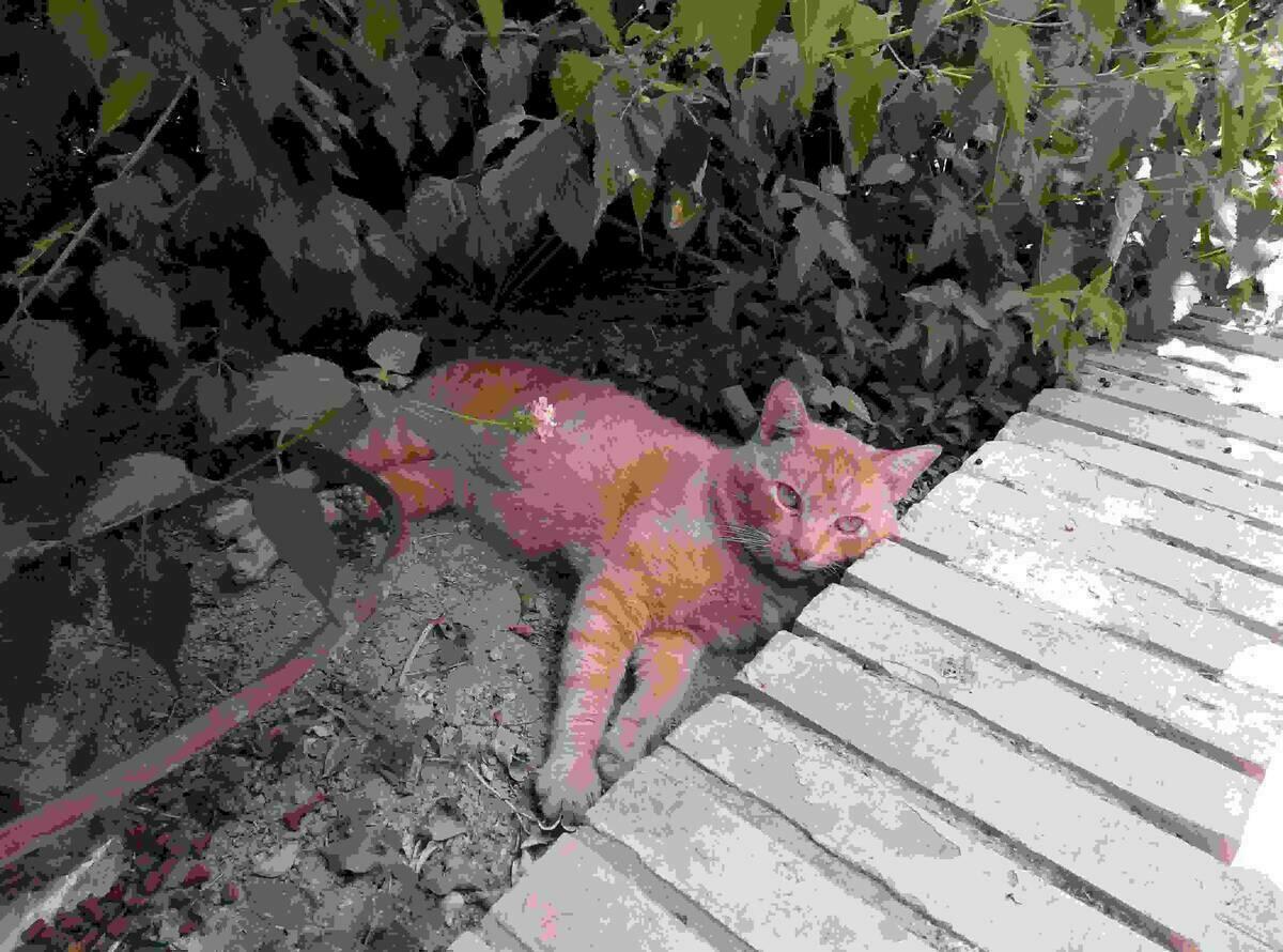 La concejal&iacute;a de Medio Ambiente comienza la  Campa&ntilde;a CES 2020 