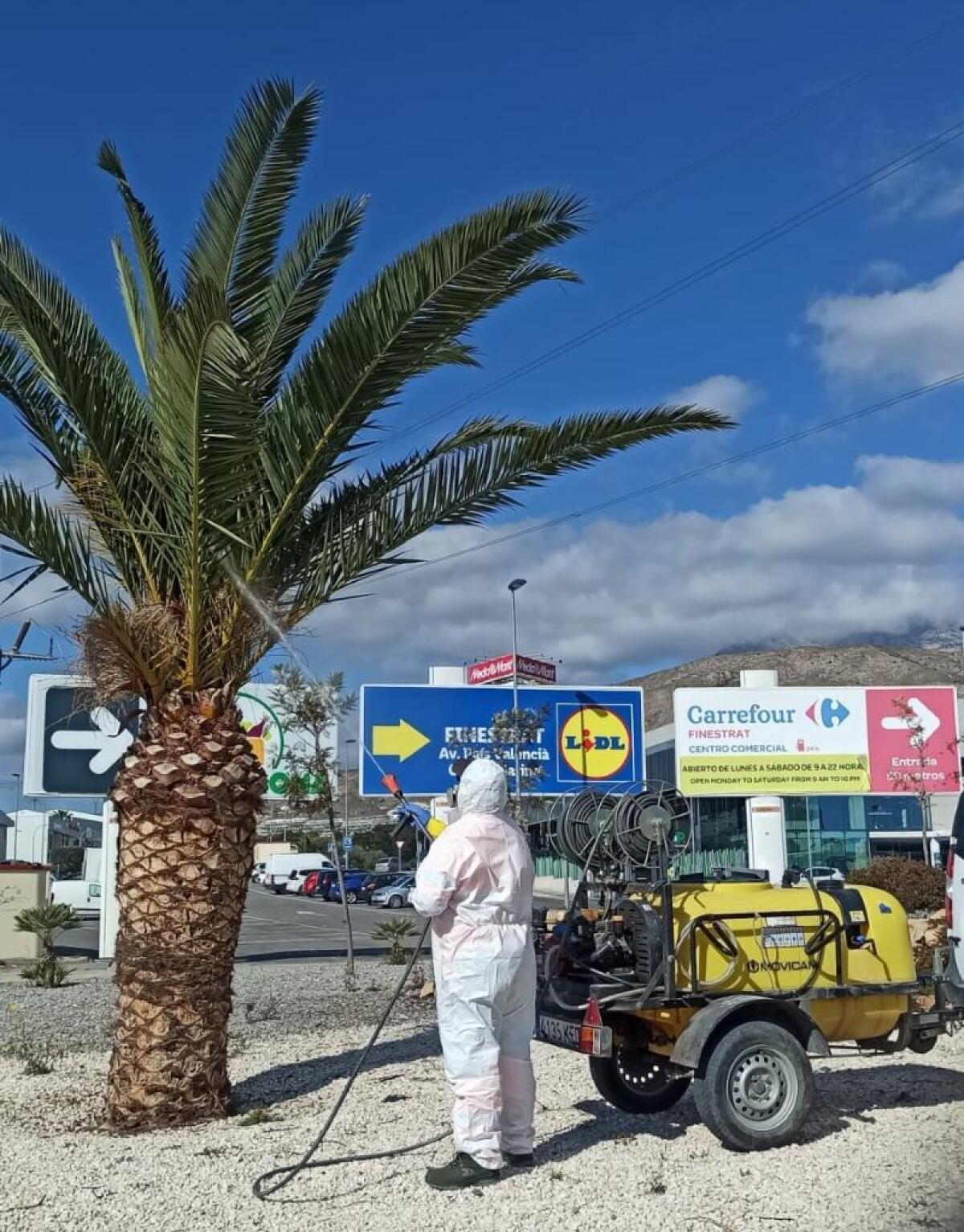 PLAN DE TRATAMIENTO Y PREVENCIÓN EN FINESTRAT CONTRA EL PICUDO DE LAS PALMERAS Y LA PROCESIONARIA DEL PINO 