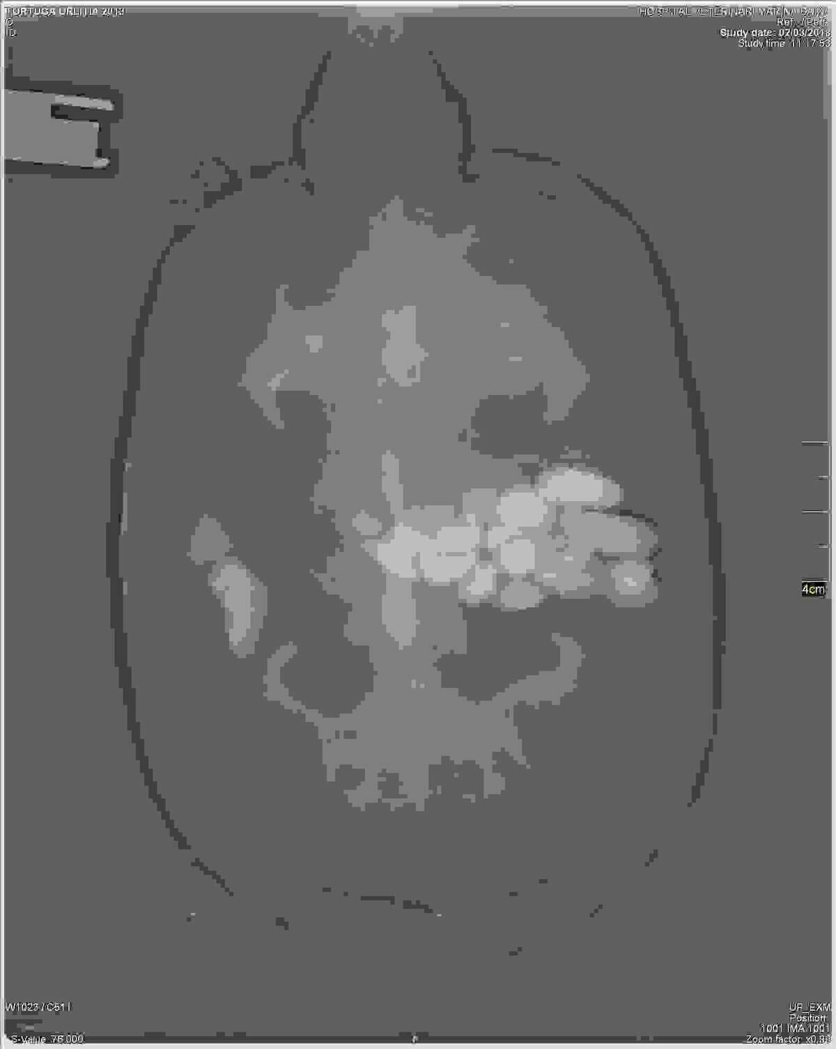 Operan a una tortuga gigante de Terra Natura Benidorm para extraerle las piedras que ten&iacute;a en el est&oacute;mago