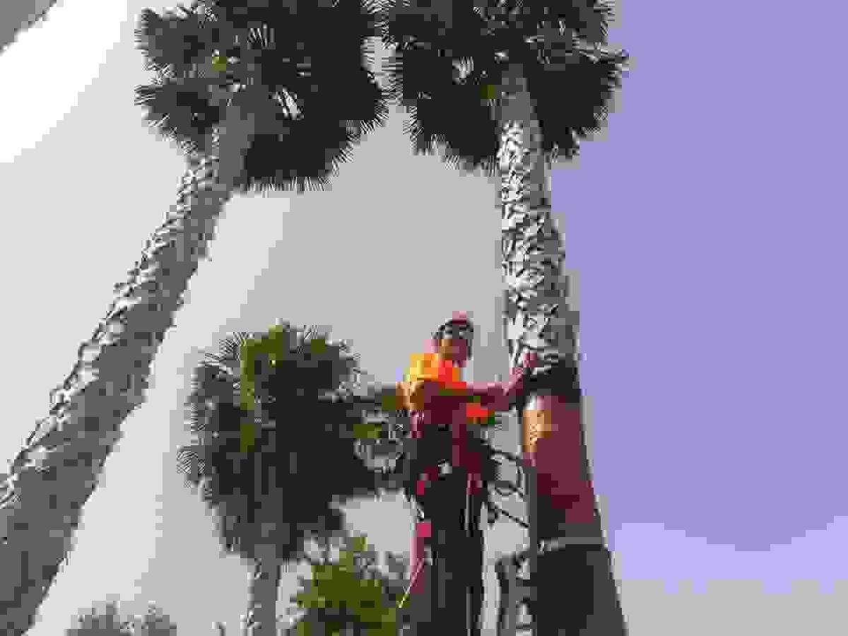 Las palmeras de Altea mejoran su imagen y salud gracias a la poda en altura