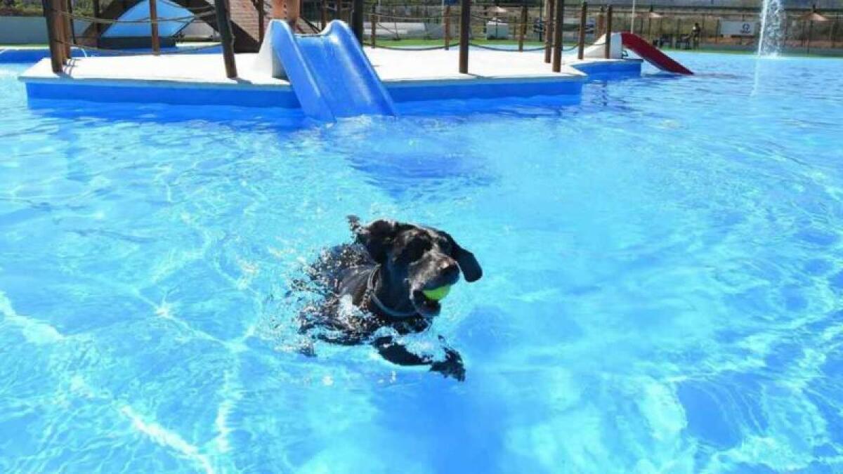 El mayor complejo turístico para perros de España está en un pueblo de Alicante