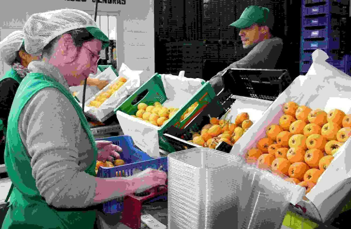 El Ayuntamiento de Callosa considera la reducci&oacute;n del IRPF del n&iacute;spero para la Renta de 2016 &ldquo;insuficiente&rdquo; y reclama una rebaja m&iacute;nima del 50% permanente