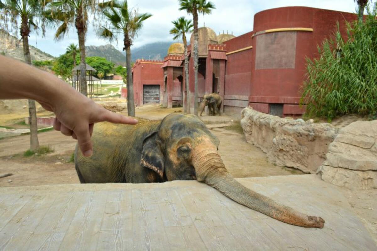 Terra Natura Benidorm alerta del peligro de conservación que sufre el elefante asiático con motivo del Día Mundial del Elefante