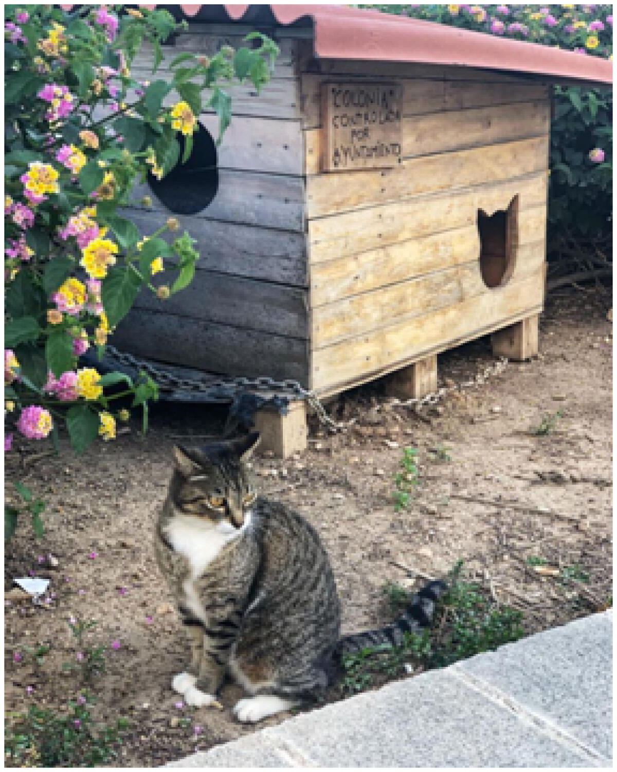 Una subvención de la Diputación permite continuar con la esterilización de gatos de las colonias urbanas en Altea