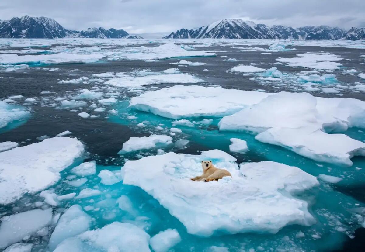 Los osos polares se cuentan entre los más afectados por la pérdida de masas de hielo del ártico, pero no son los únicos. 