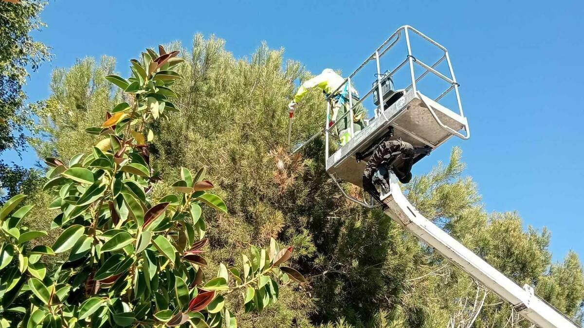 Benidorm acomete acciones preventivas para evitar la aparición de la procesionaria del pino 