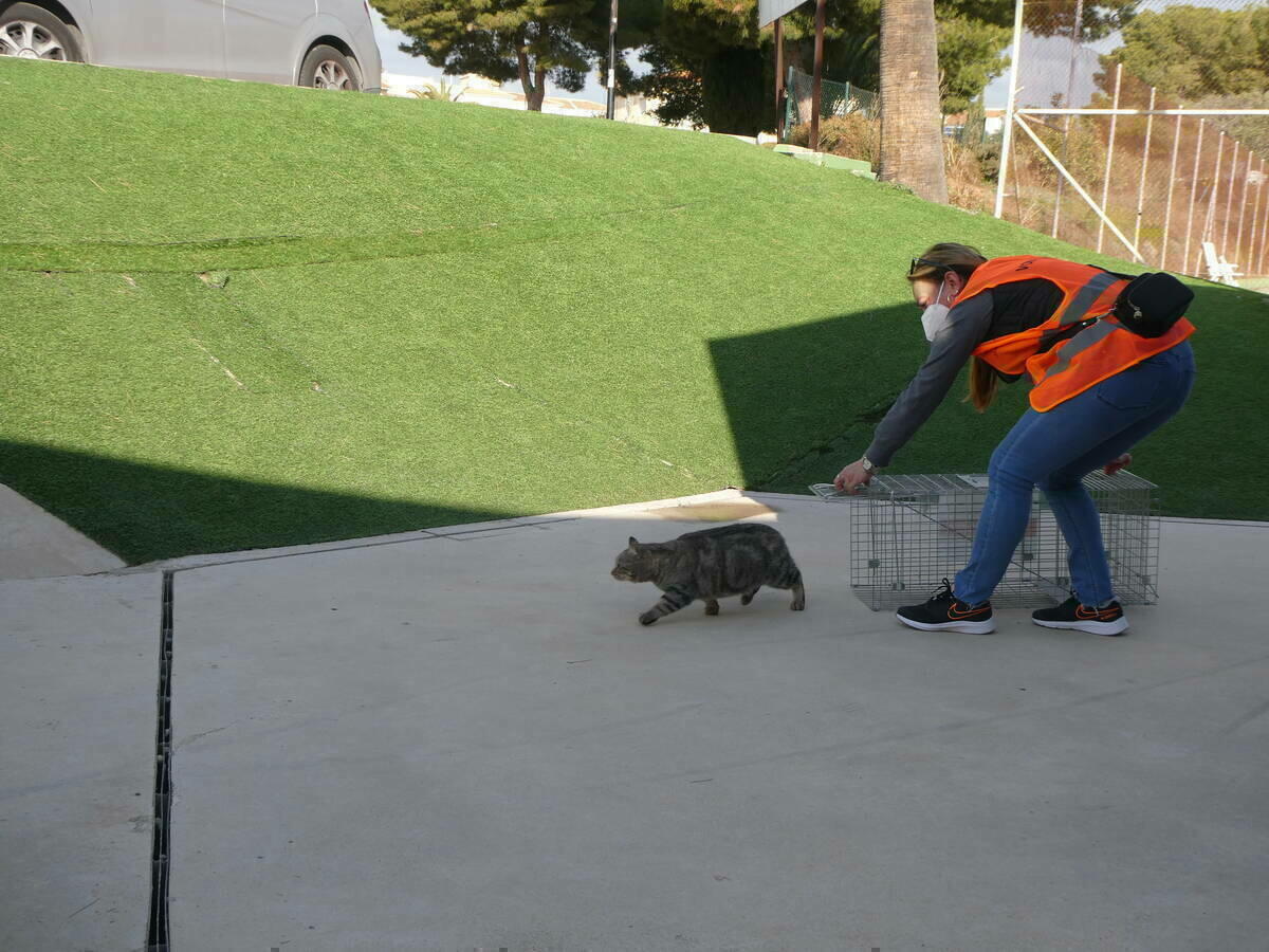 Abierto el plazo de voluntariado para la Campaña de Esterilización de Gatos