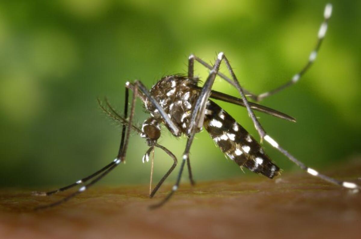 La Diputación colabora con Benidorm en las acciones de control frente al mosquito tigre