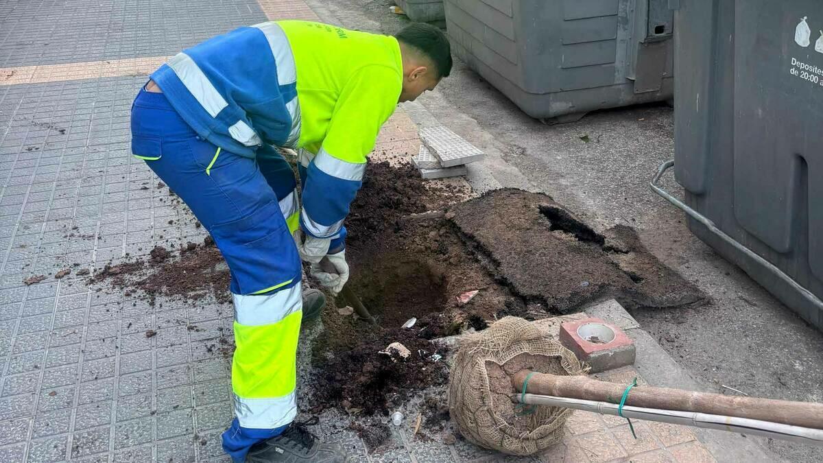 Benidorm inicia la retirada de &aacute;rboles da&ntilde;ados y la plantaci&oacute;n de nuevos ejemplares en la v&iacute;a p&uacute;blica