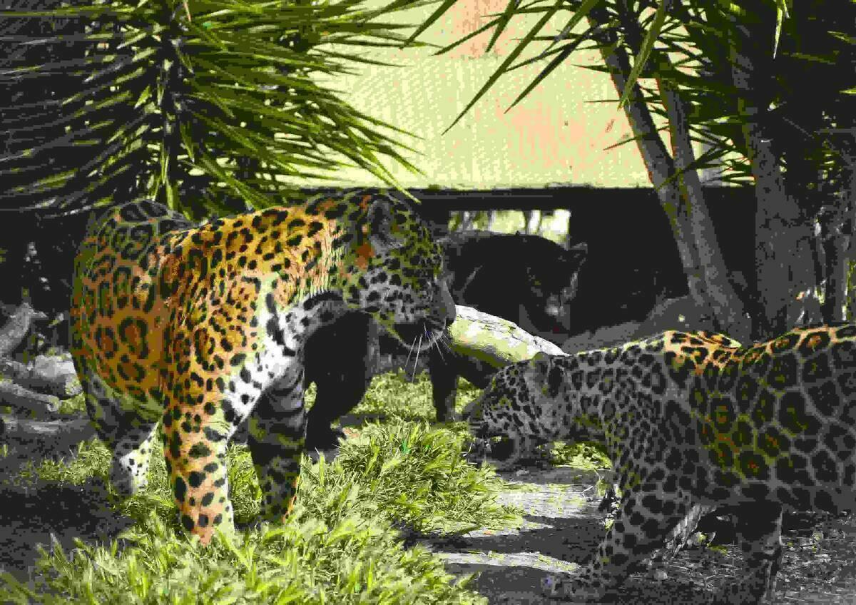 Terra Natura Benidorm acoge a la &uacute;nica familia completa de jaguares que existe en Espa&ntilde;a
