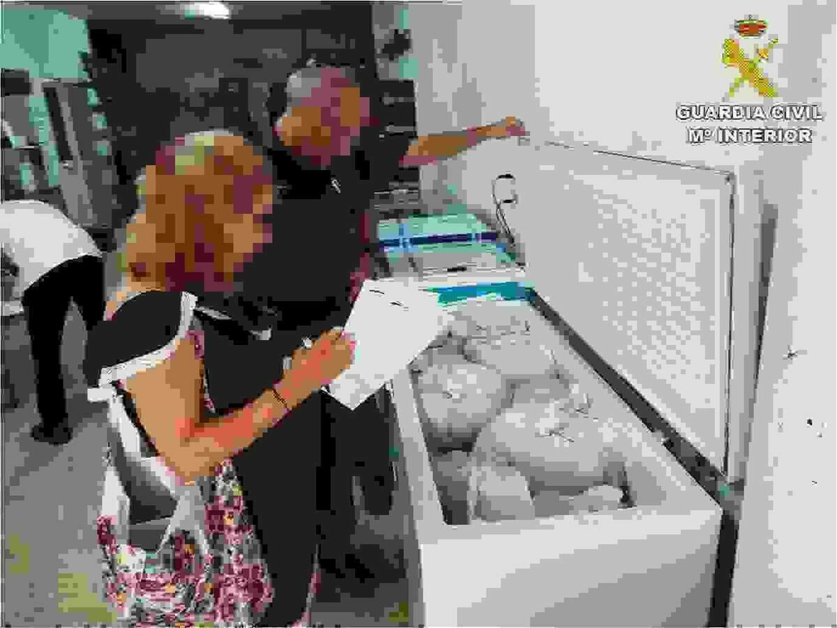 La Guardia Civil incauta 600 kilos de pulpo ilegal en un restaurante de Santa Pola