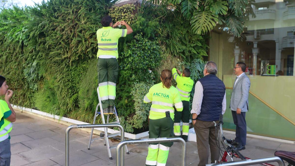 Benidorm emplea ‘insectos útiles’ para controlar las plagas en el arbolado y jardines locales