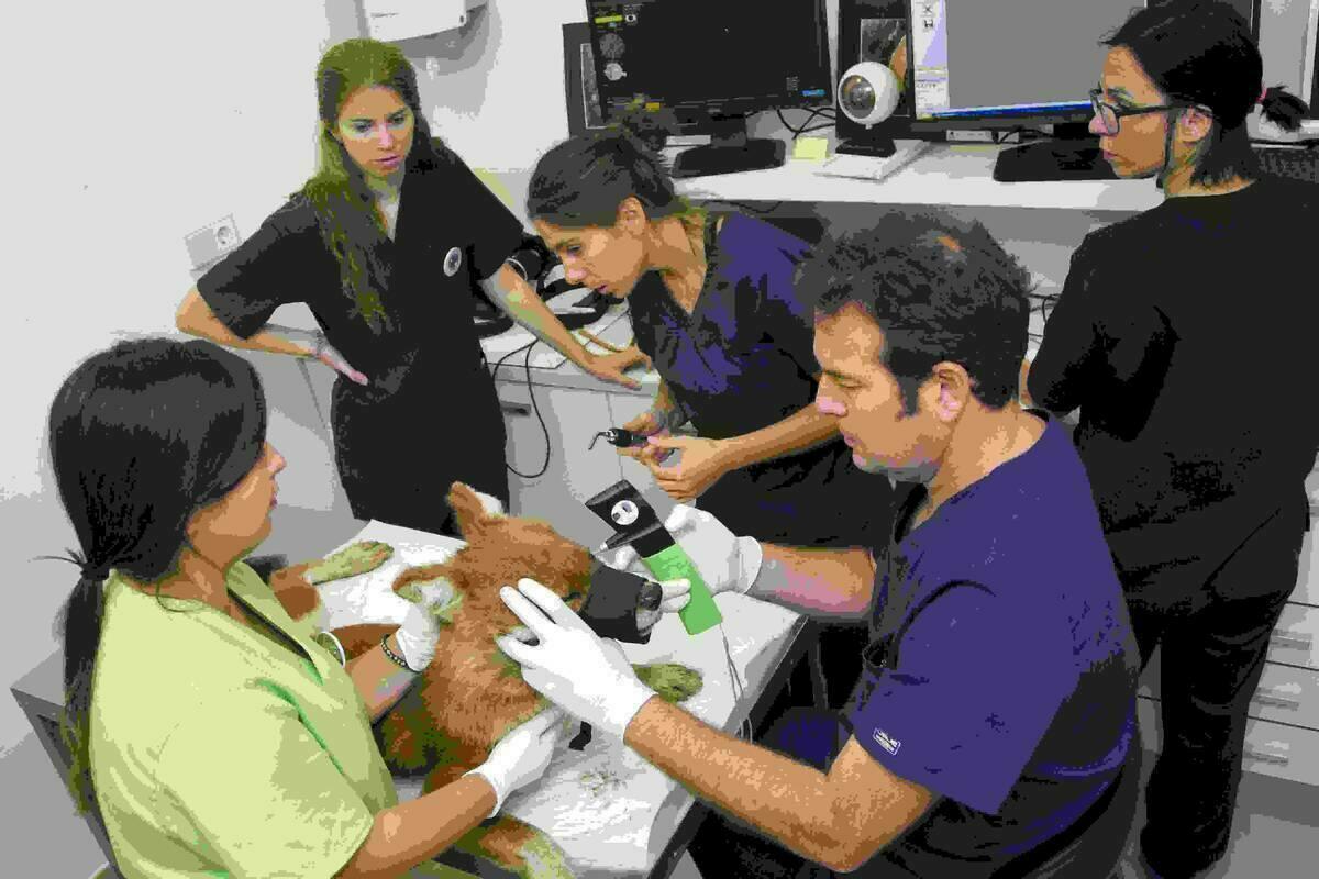 Logran implantar por primera vez en Europa una pr&oacute;tesis ocular a un dhole de Terra Natura Benidorm