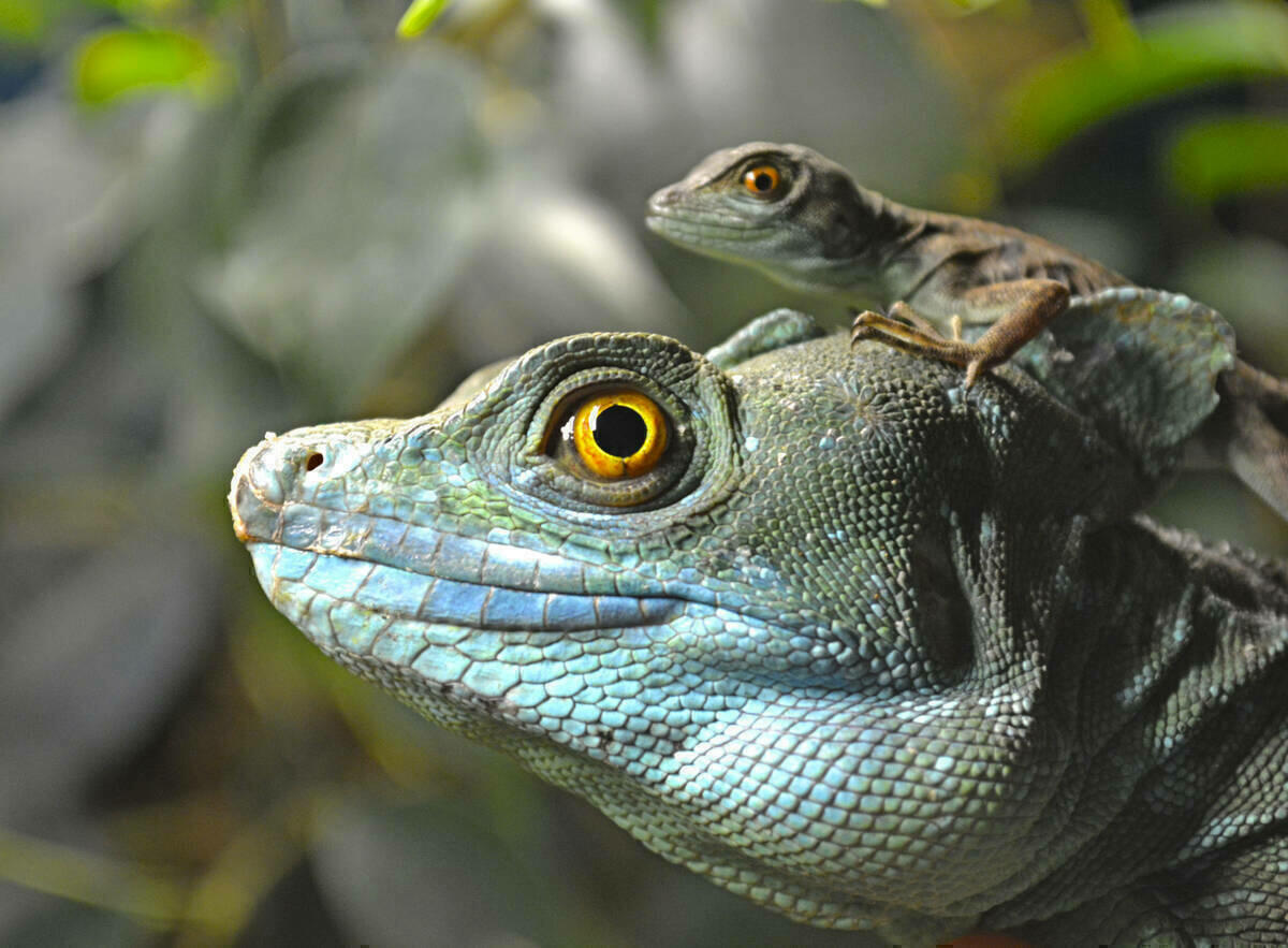 Terra Natura Benidorm acoge el nacimiento de 10 basiliscos, conocidos como lagartos Jesucristo 