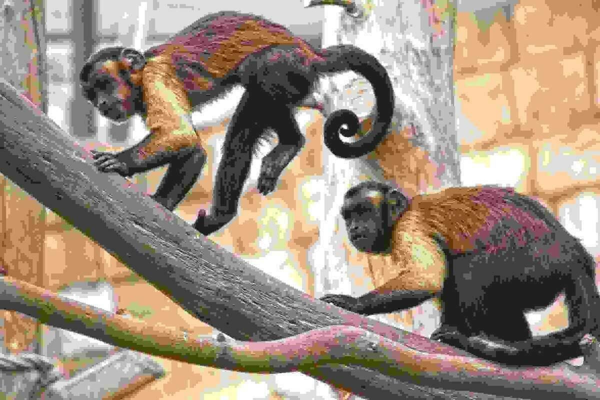 Terra Natura Benidorm se suma al &lsquo;D&iacute;a Mundial del Mono&rsquo; con actividades durante todo el fin de semana