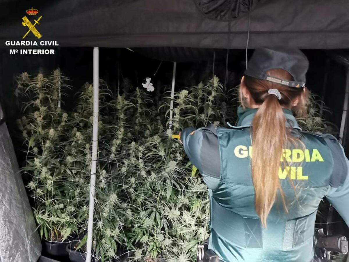 La Guardia Civil desmantela dos plantaciones dedicadas al cultivo “indoor” de marihuana en Calpe 