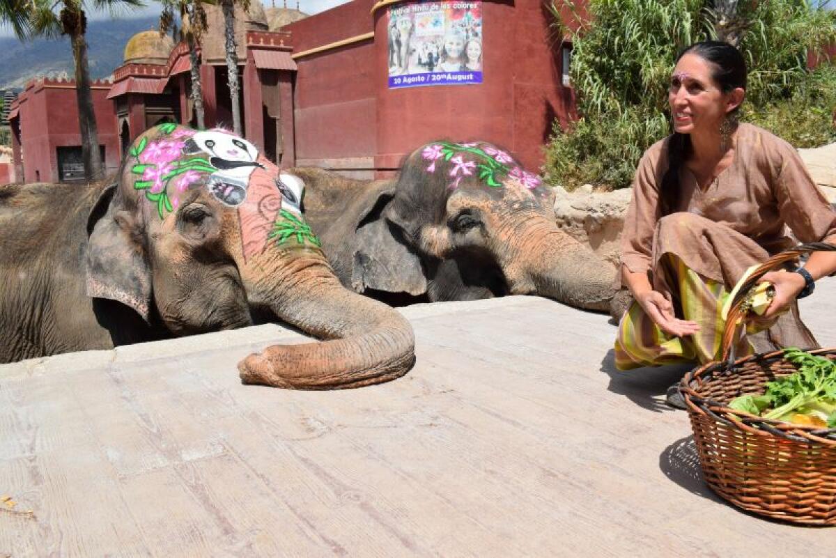 La elefanta Petita se prepara para superar el medio siglo de vida en Terra Natura Benidorm