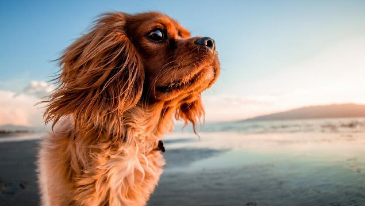 Científicos descubren que la compañía de un perro podría ser la clave para mejorar tu salud