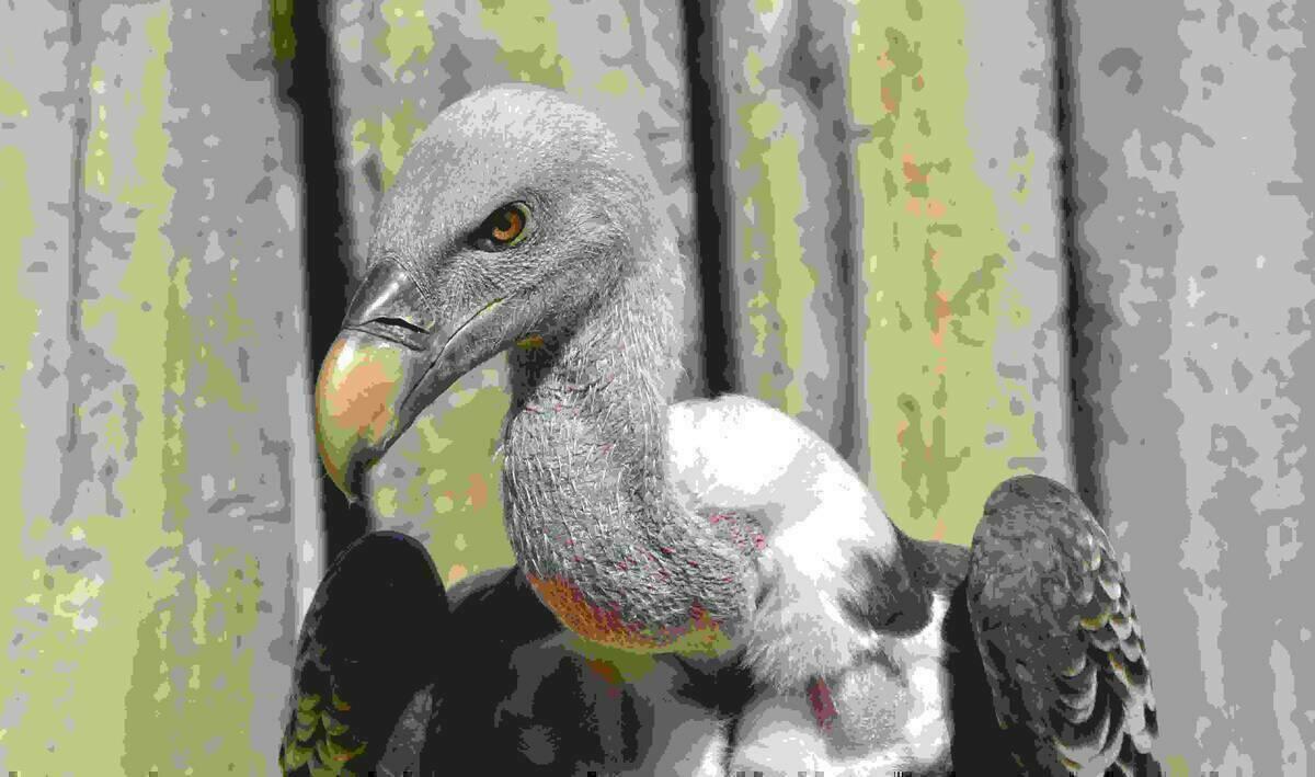 Terra Natura Benidorm renueva las demostraciones de vuelo de aves rapaces incorporando nuevas especies