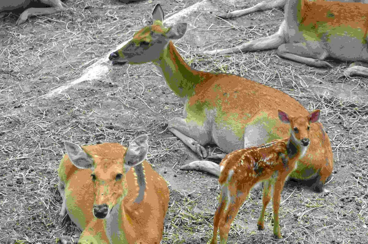 Terra Natura Benidorm logra la reproducción de una especie vulnerable con el nacimiento de 11 barasingas