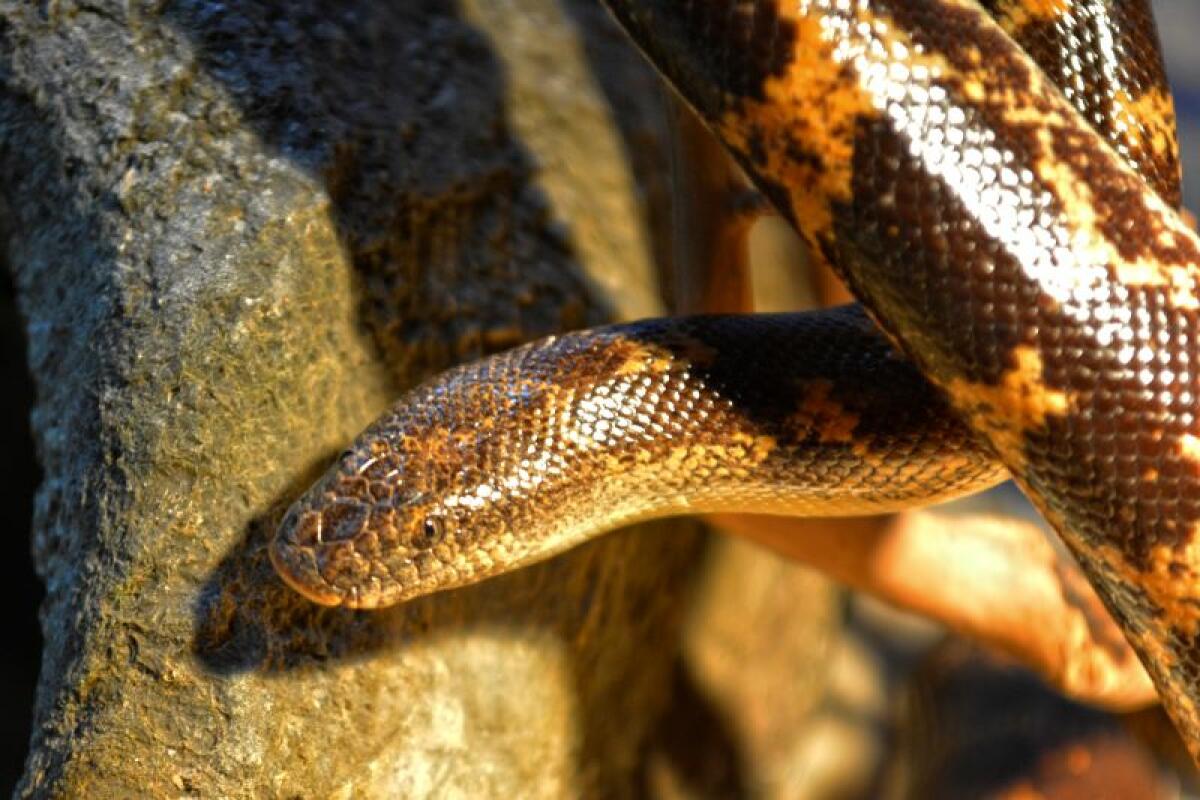 Terra Natura Benidorm incorpora una pareja de boas de arena para potenciar la conservación de esta especie