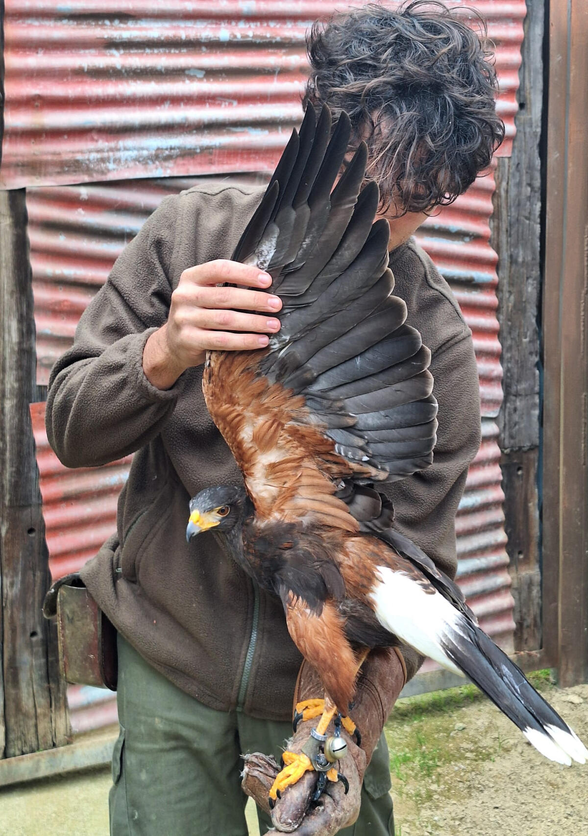 Terra Natura Benidorm refuerza el cuidado de sus aves rapaces