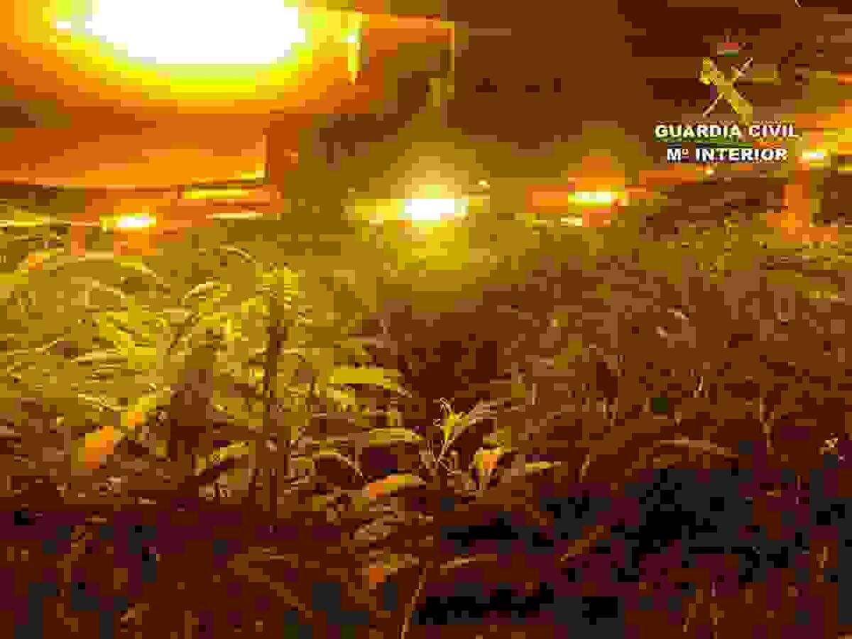 La Guardia Civil desmantela una plantaci&oacute;n de marihuana en una vivienda de J&aacute;vea