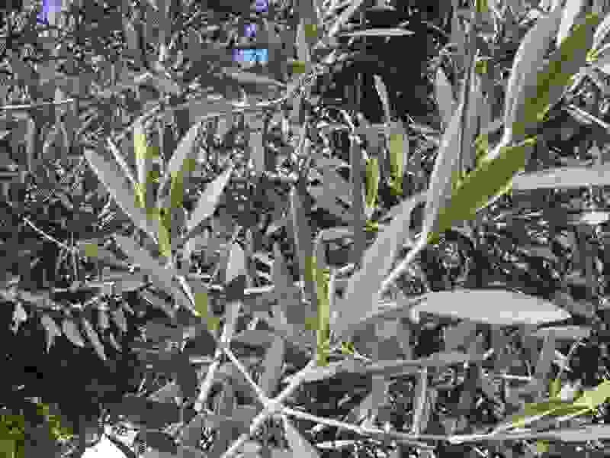 Altea informa sobre la Xylella Fastidiosa