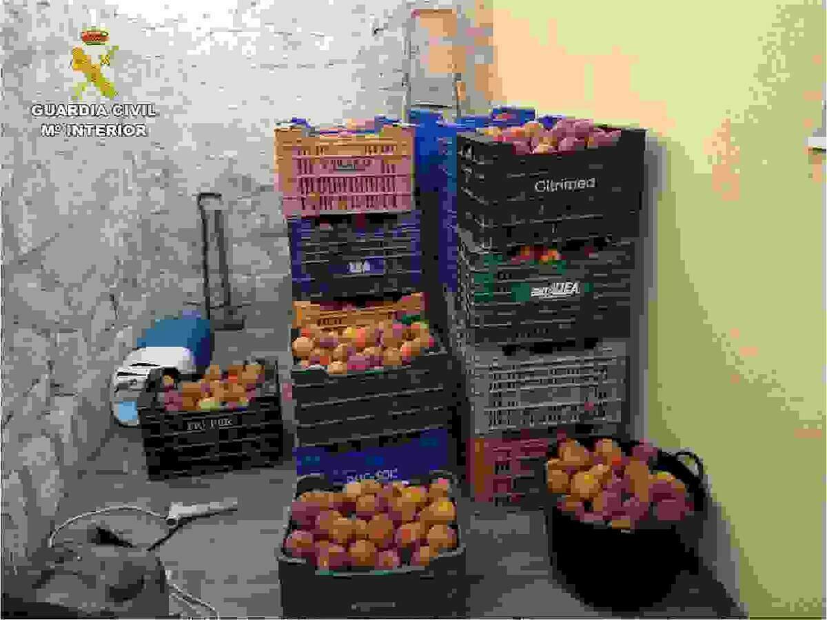 La Guardia Civil recupera cerca de media tonelada de fruta procedente de hurtos en el medio rural