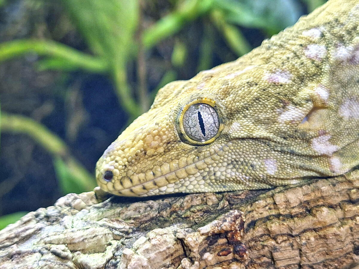 Terra Natura Benidorm incorpora un gecko gigante de Nueva Caledonia a su exhibición de fauna exótica