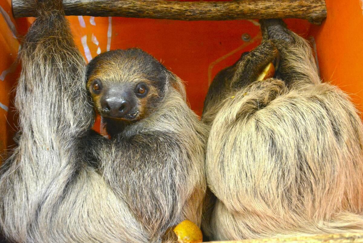 Comienzan los primeros acercamientos entre el macho y la hembra de perezoso de Terra Natura Benidorm 