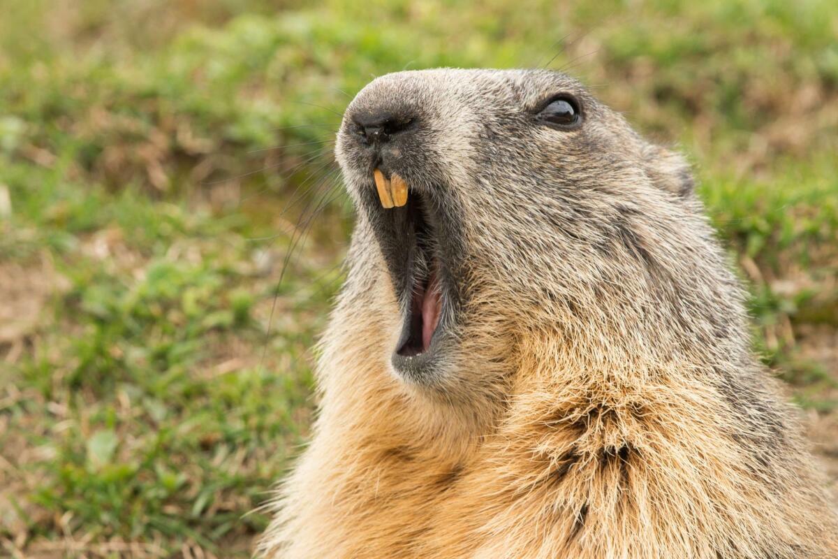 Activas, sociables y grandes excavadoras. Así son las marmotas, un interesante roedor terrestre que esconde algún que otro secreto.