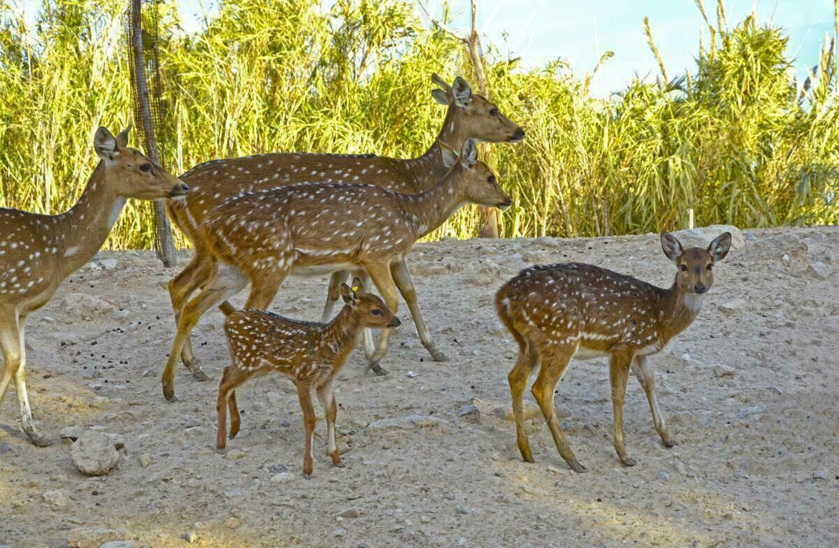 Terra Natura Benidorm estrena el año nuevo  con el primer nacimiento de una cría de chital