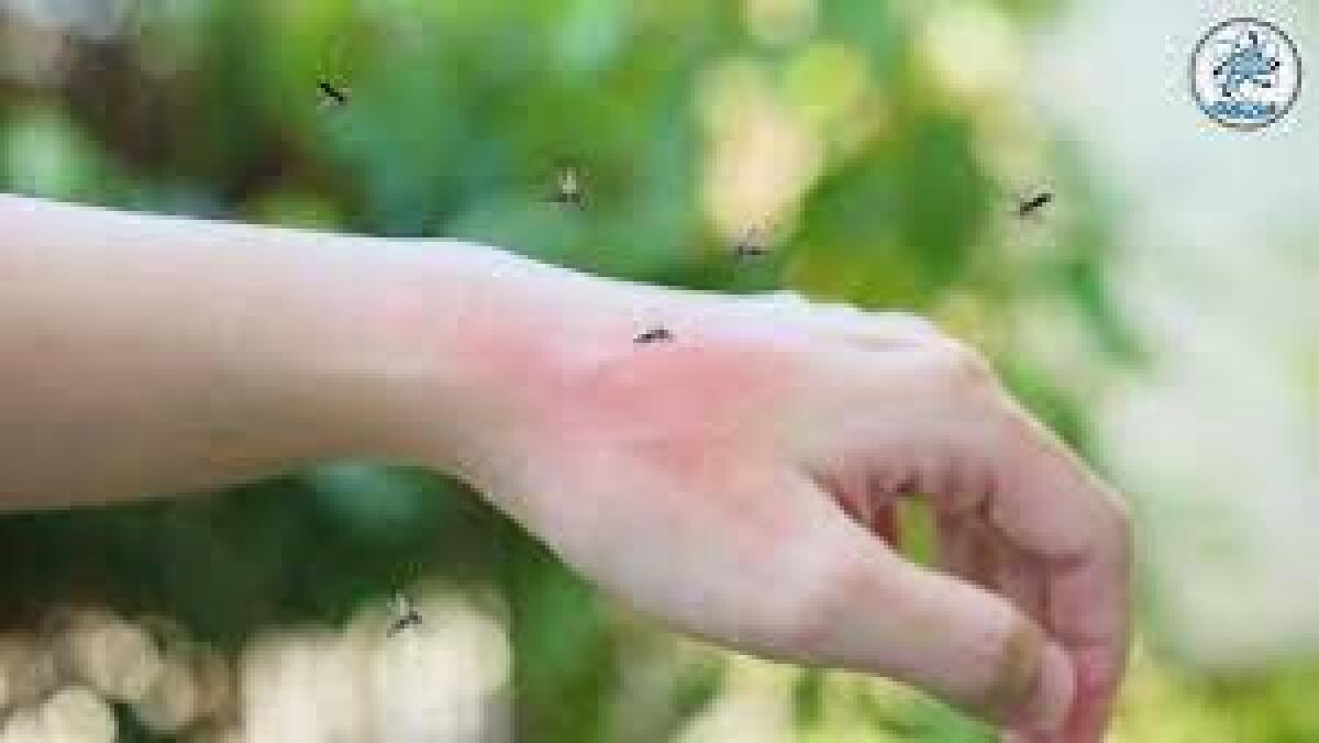 El ingrediente que todos tenemos en casa y que ahuyenta a los mosquitos de manera definitiva