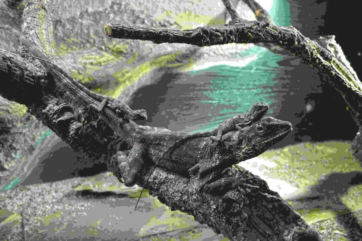 Terra Natura Benidorm introduce un nuevo grupo de lagartos collar para promover su conservaci&oacute;n