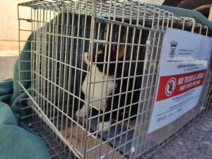 La Nuc&iacute;a recibe 4.292 &euro; de la Diputaci&oacute;n de Alicante para esterilizaci&oacute;n de gatos