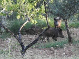 Callosa d&rsquo;en Sarri&agrave; habilita un protocolo de control de jabal&iacute;es para proteger los cultivos y el equilibrio natural