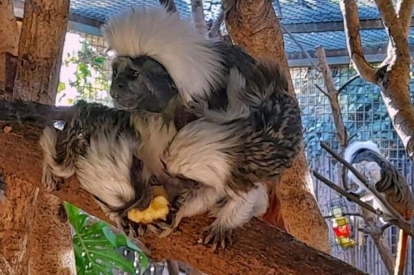 Nacen dos crías de tití cabeza de algodón en Terra Natura Benidorm