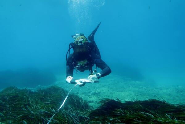 La Diputación y el Instituto de Ecología Litoral concluyen una nueva edición del programa de estudio de la Posidonia oceanica