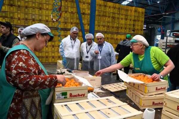 El n&iacute;spero de Callosa consolida su proyecci&oacute;n internacional con una campa&ntilde;a que podr&iacute;a alcanzar los 10 millones de kilos