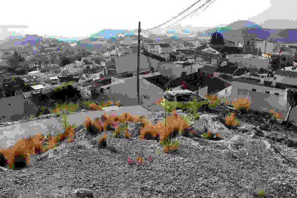 Callosa &middot; La zona verde de la Almedia se convertir&aacute; en un espacio de esparcimiento y recreo