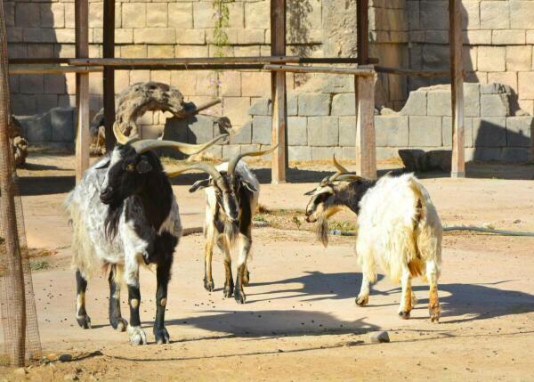 La artrosis no solo la sufren los seres humanos, también afecta a los animales