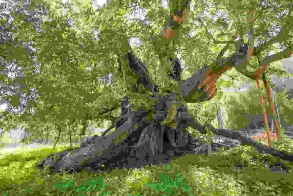 El algarrobo de Foia Brell de l&rsquo;Alf&agrave;s del Pi aspira a ser &Aacute;rbol Europeo del A&ntilde;o
