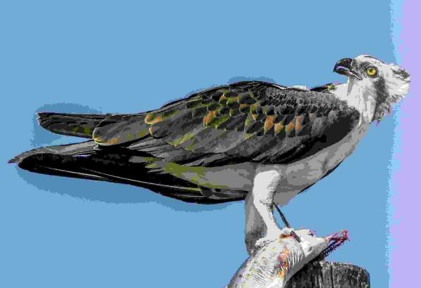 Terra Natura Benidorm colabora en el proyecto de reintroducción del águila pescadora en la Comunitat Valenciana